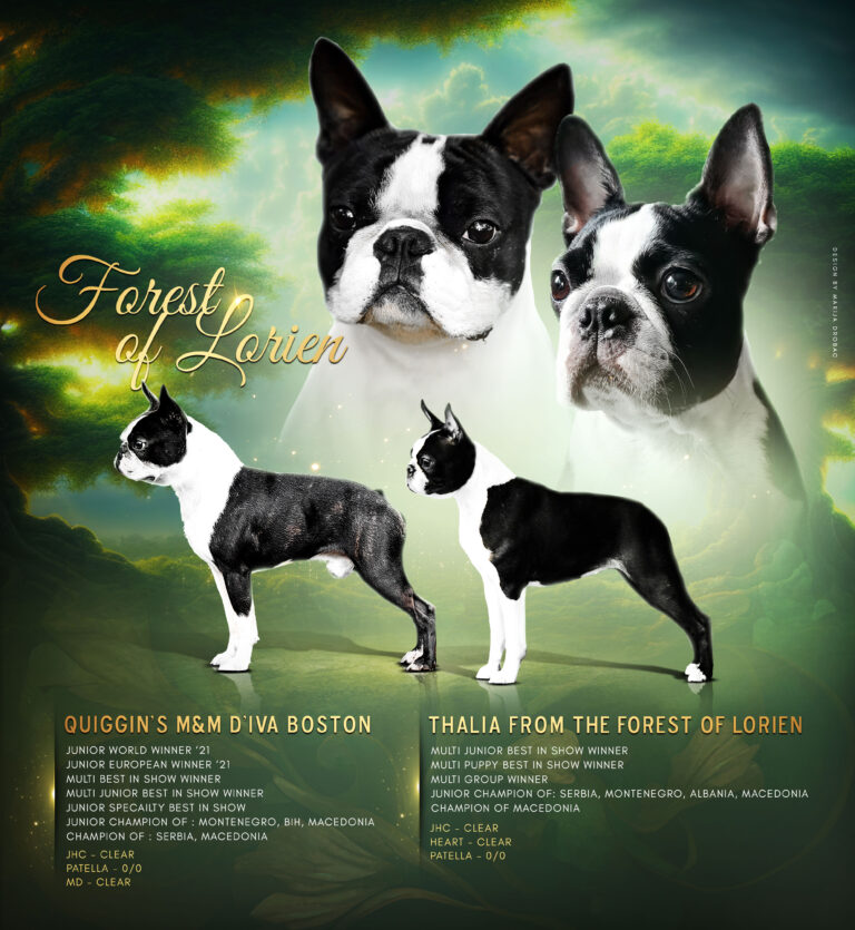G LITTER FORREST OF LORIEN
